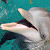 Velog profile picture for @dolphin